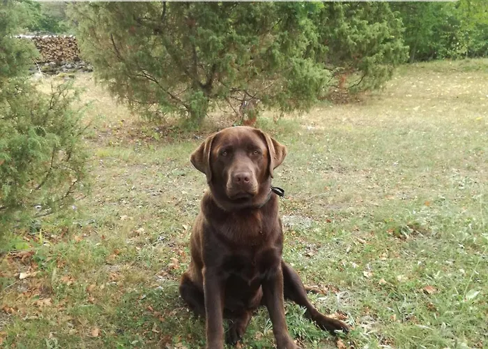 Jaagu Metsatelk Neljale *